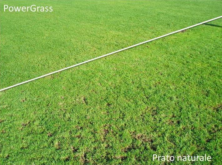 prati ibridi contro erba naturale