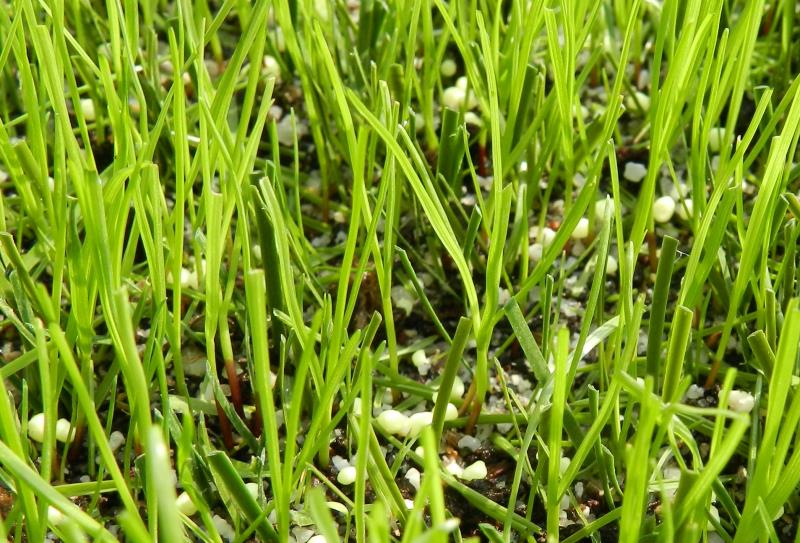 l’erba naturale cresce in simbiosi con l’erba sintetica