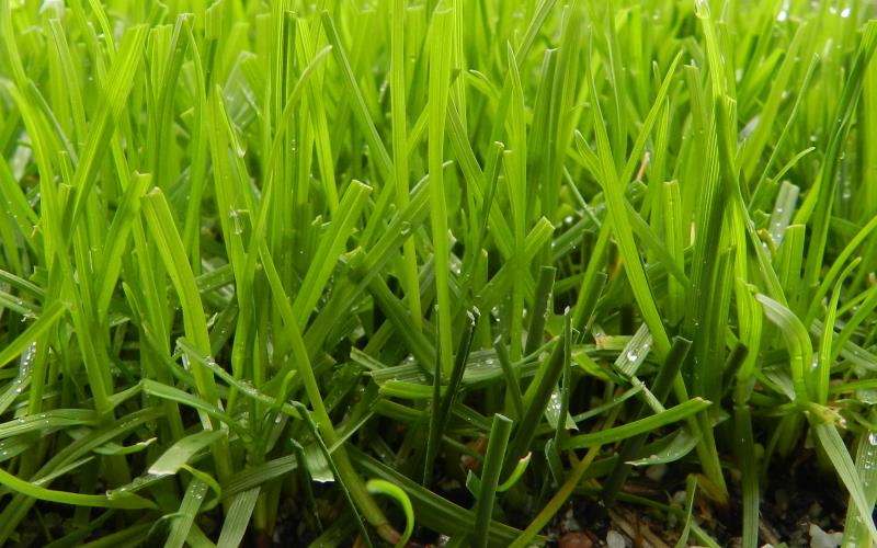 PowerGrass