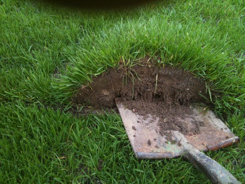 nel prato ibrido PowerGrass le radici crescono attraverso il supporto nel substrato di crescita poroso