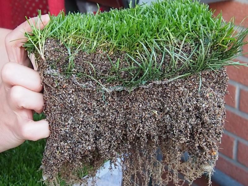 Nel sistema di prato ibrido PowerGrass l’apparato radicale è ricco e ben ancorato in questo supporto di erba sintetica