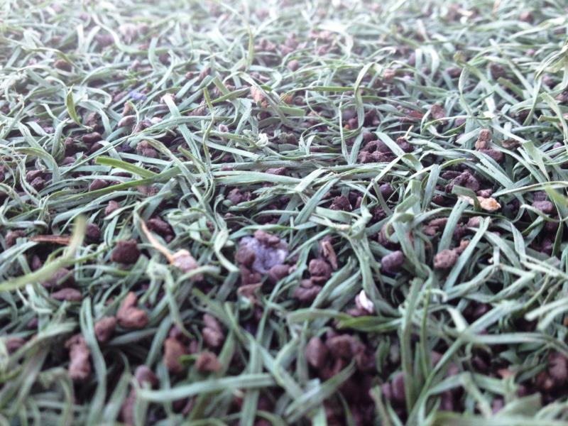  Campo in erba sintetica . fibre consumate e spezzate dopo 3,5 anni